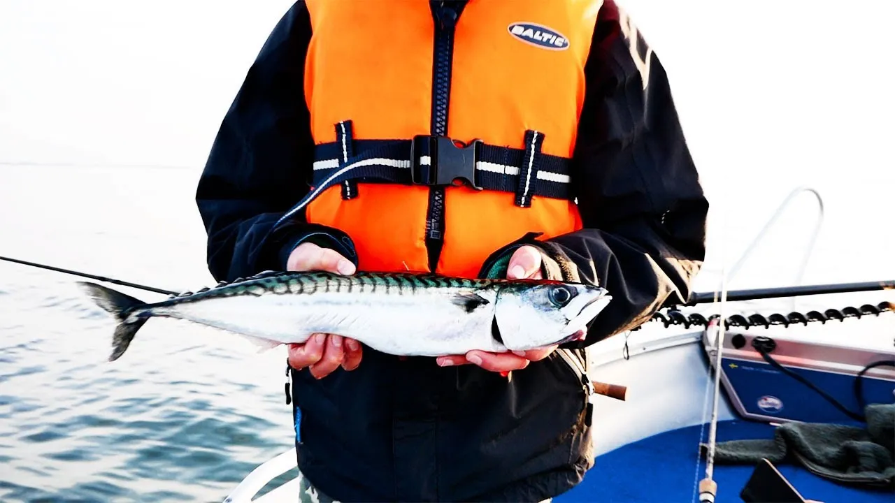 Nyfångade makrillar från fiske på västkusten