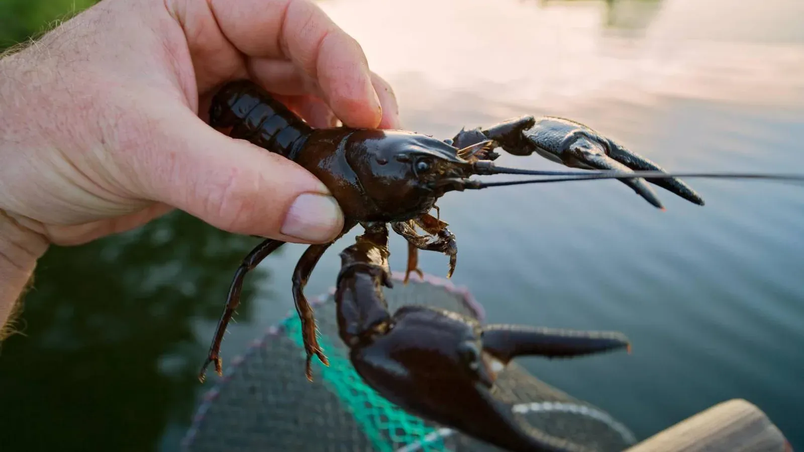Kräfta och kräftbete vid vattnet