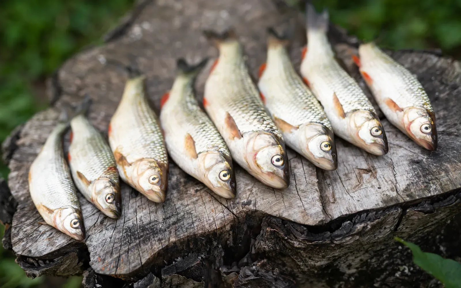 Sik fångad vid fiske