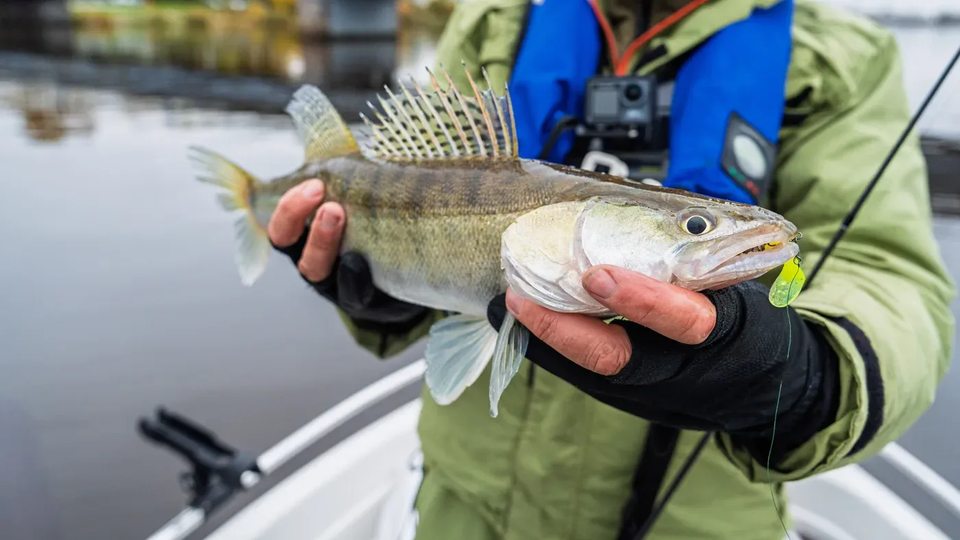 Nyfångad gös med jiggbete kvar i käften