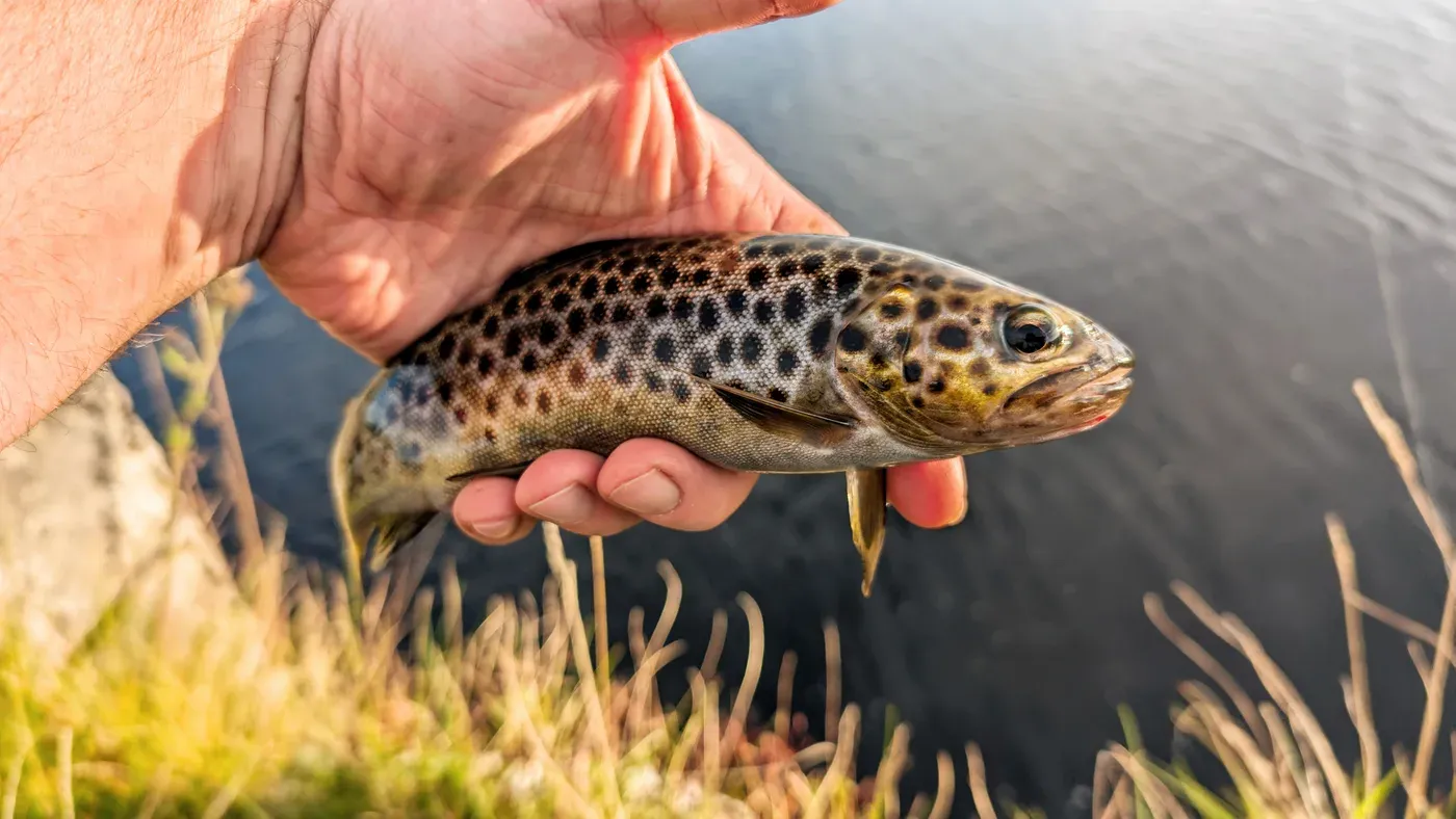 Öringdrag och spinnare i olika färger