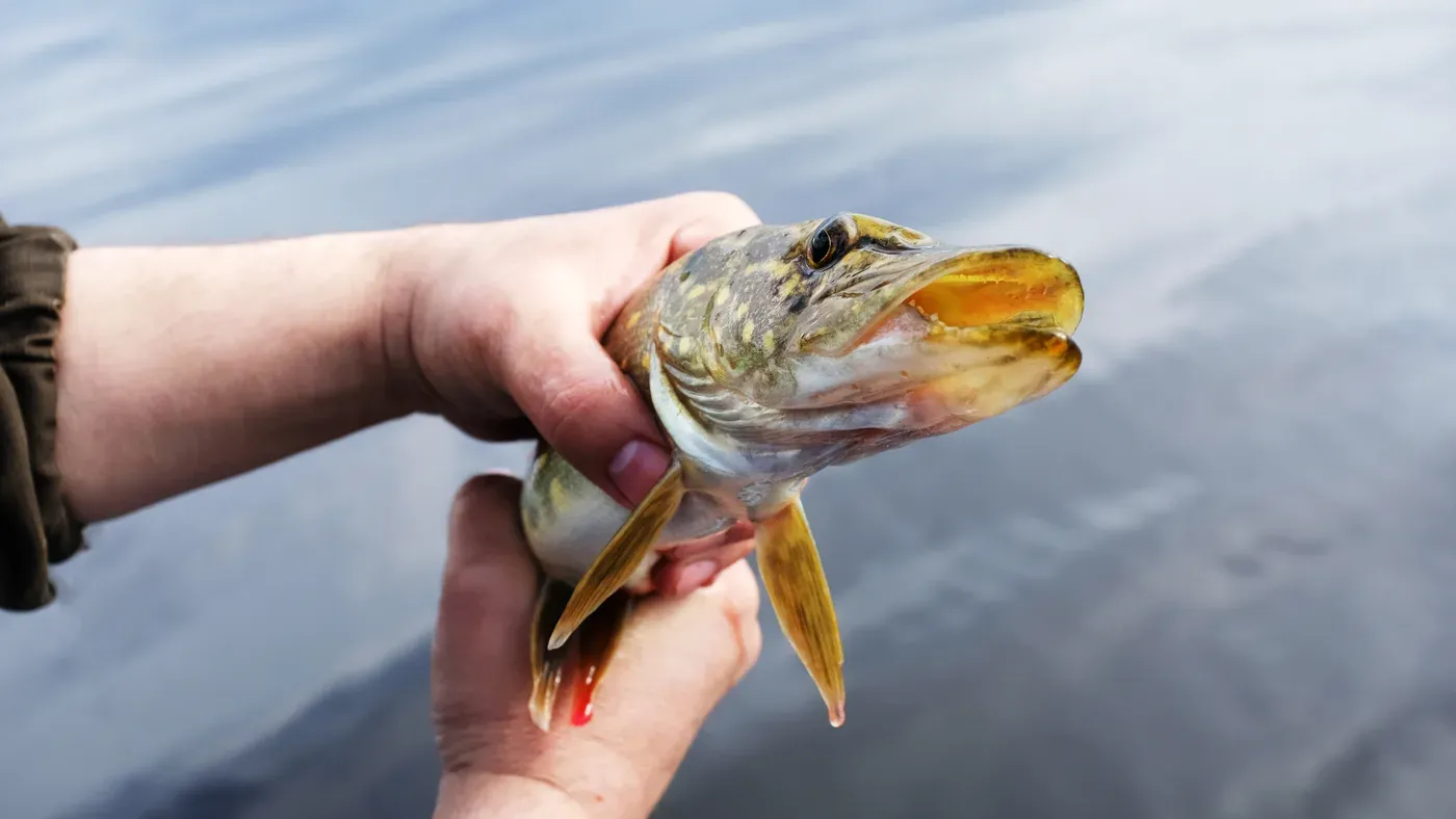 Fiskare håller upp en fångad gädda
